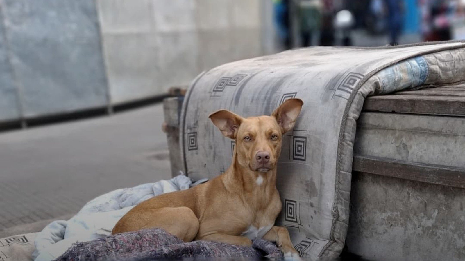 Ação urgente contra o frio: ONG pede apoio para cães nas ruas