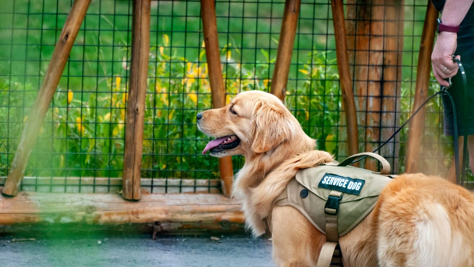 STF julga se lei do RJ sobre embarque de cães de serviço na cabine de aviões é constitucional