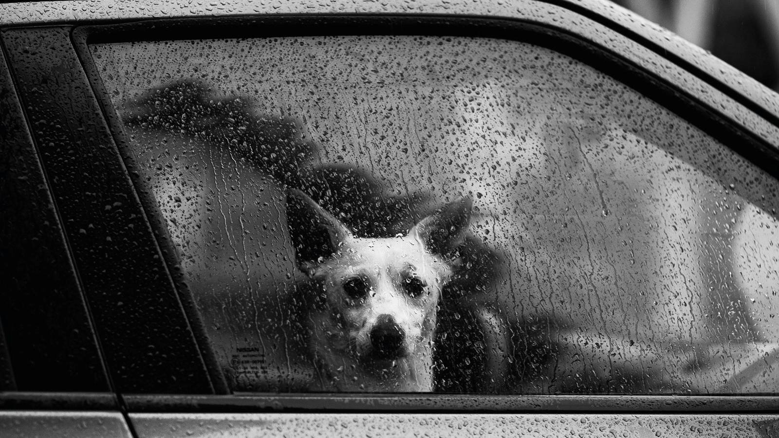 Crise climática e poluição devem chamar atenção para cuidados com pets