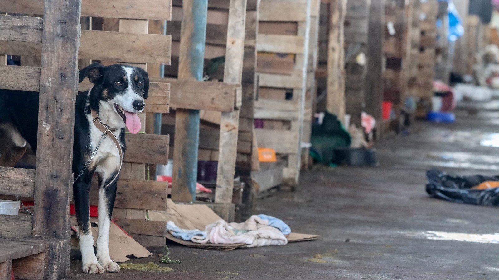 Veterinária em desastres: maturidade técnica em campo e ausência de política pública