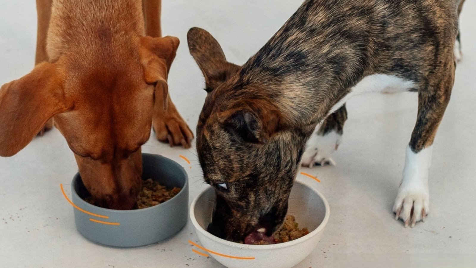 Marca de comida natural, Pet Delícia lança sachês e avança na América Latina