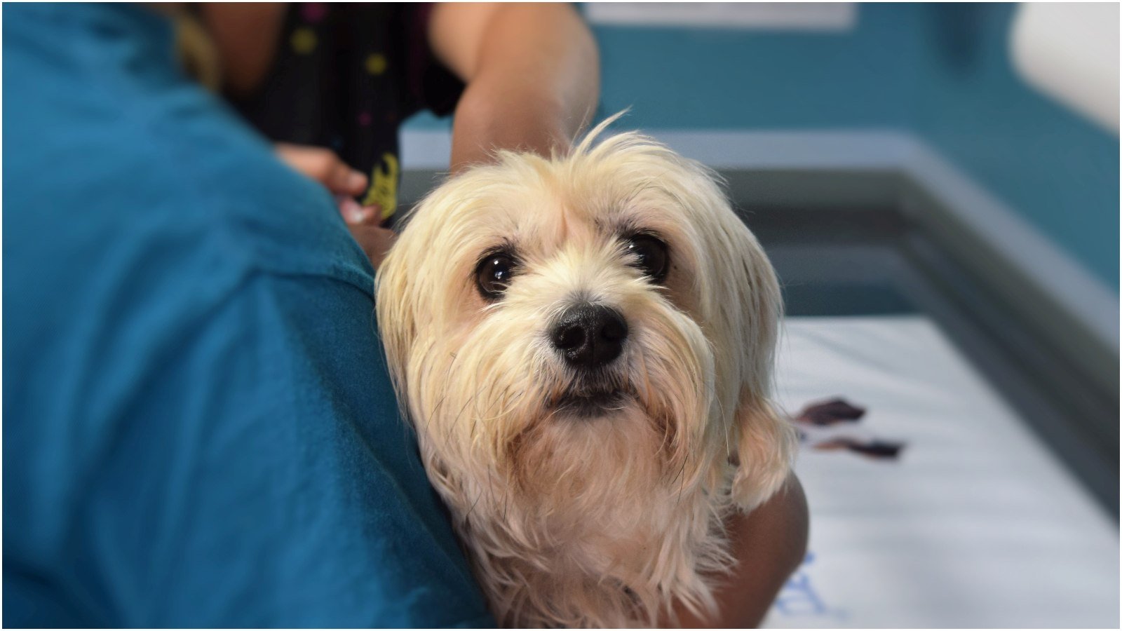 Consulta por WhatsApp não paga boletos: o valor do conhecimento veterinário