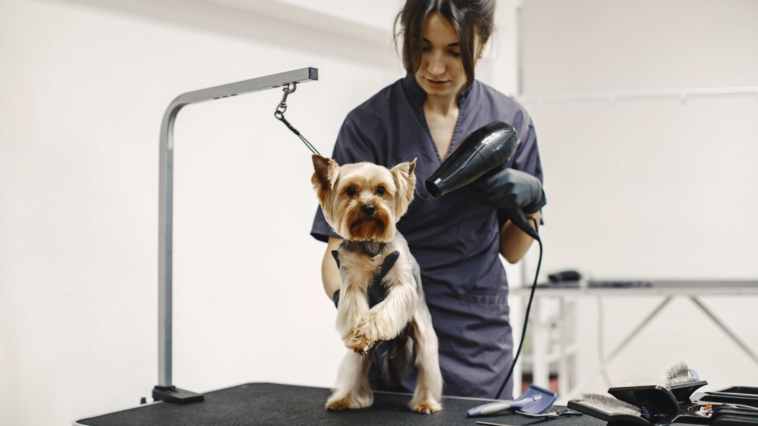 O que ninguém te conta antes de abrir um negócio pet