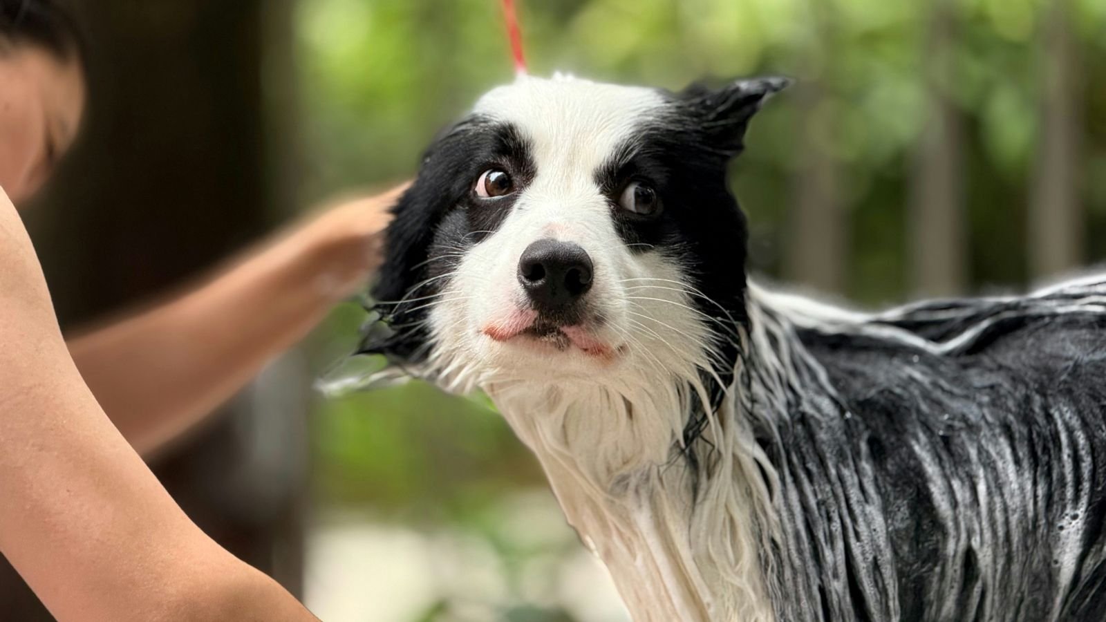 Petlove lança assinatura de serviços que vão de hospedagem a banho