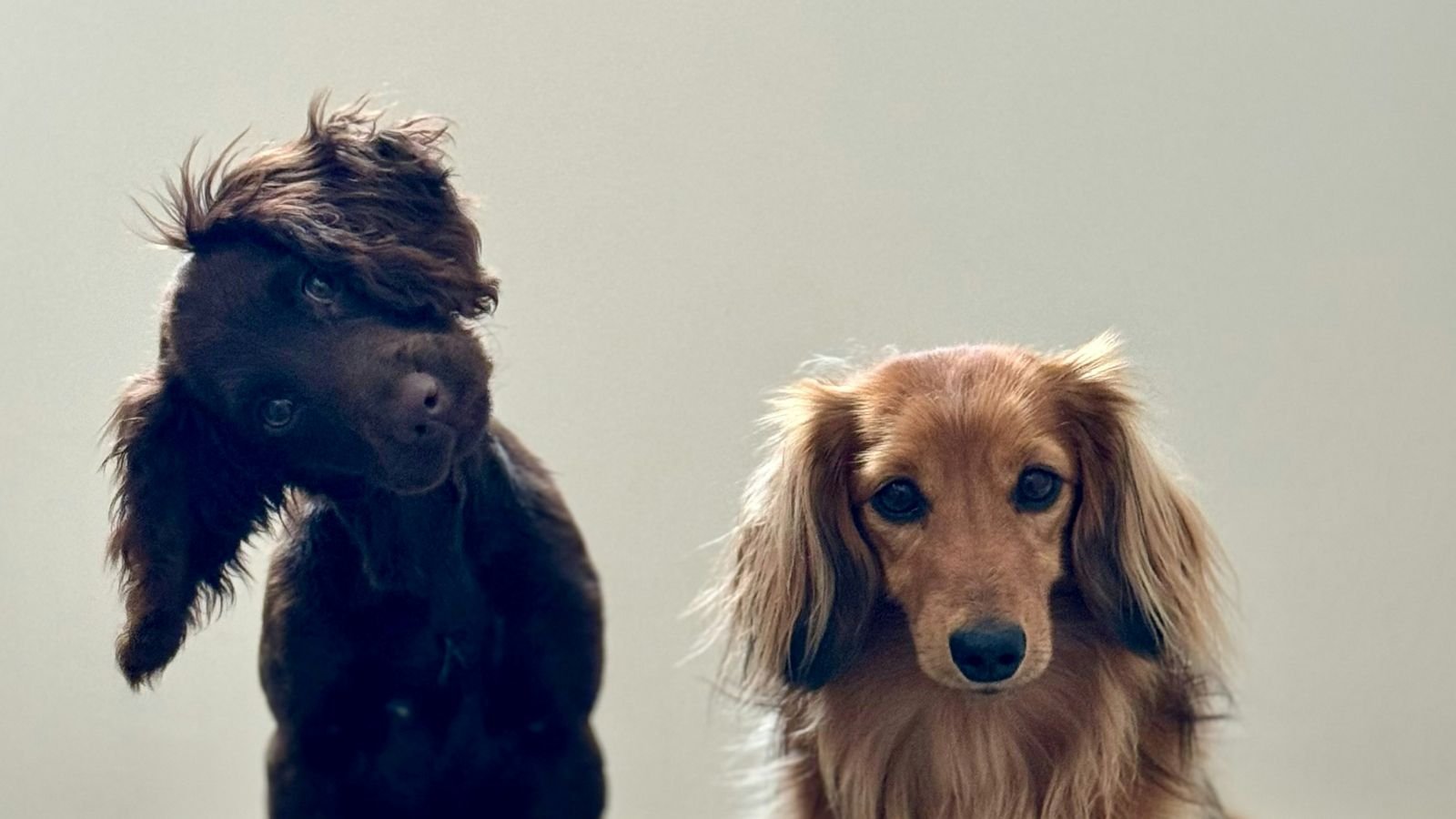 Centro inglês irá pesquisar uso de IA para ‘traduzir’ o que pets ‘dizem’