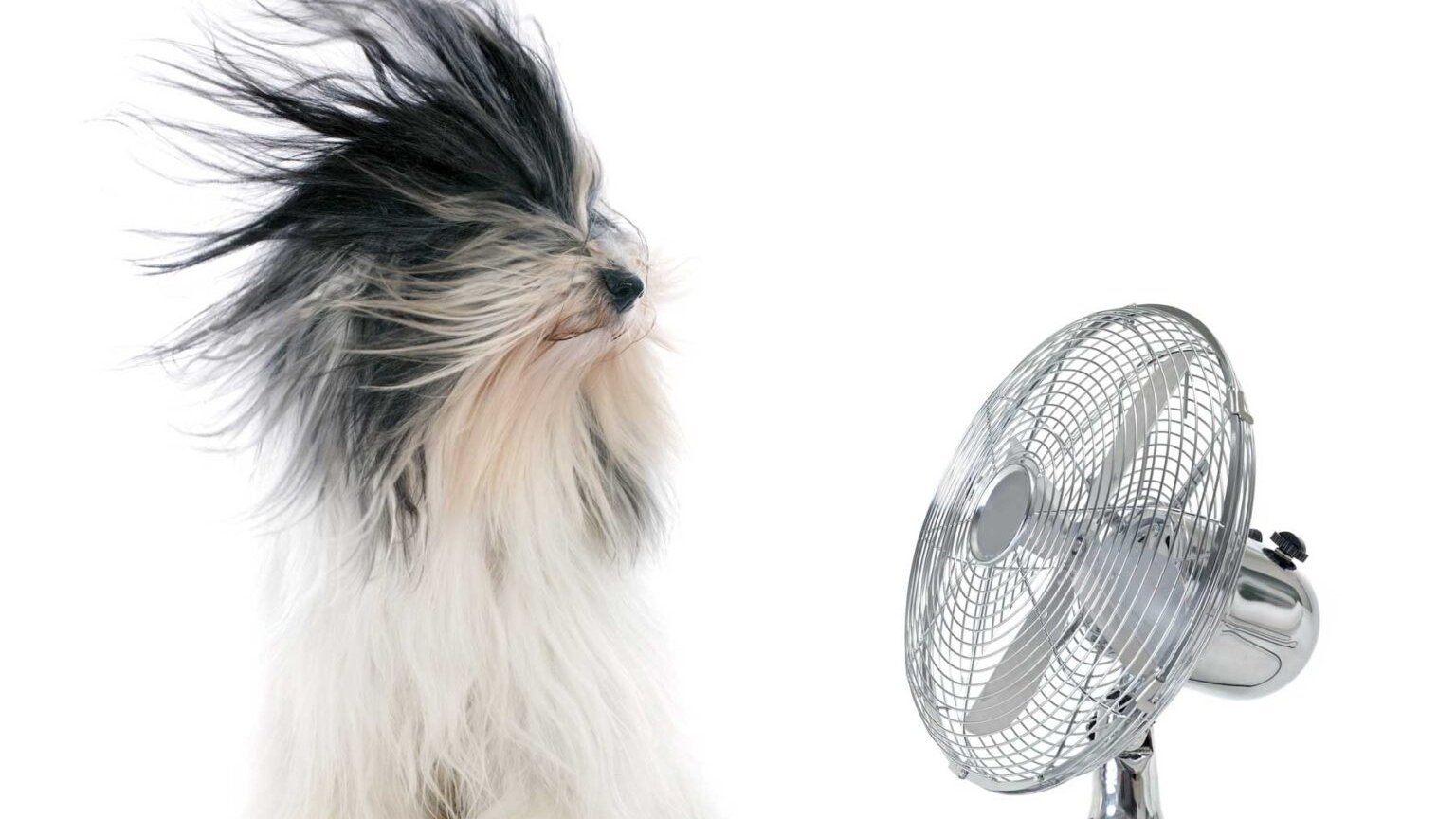 Cachorro diante de ventilador