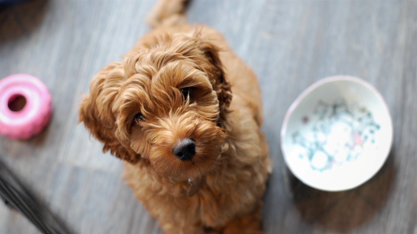 Wellness: a nova linguagem do cuidado com pets