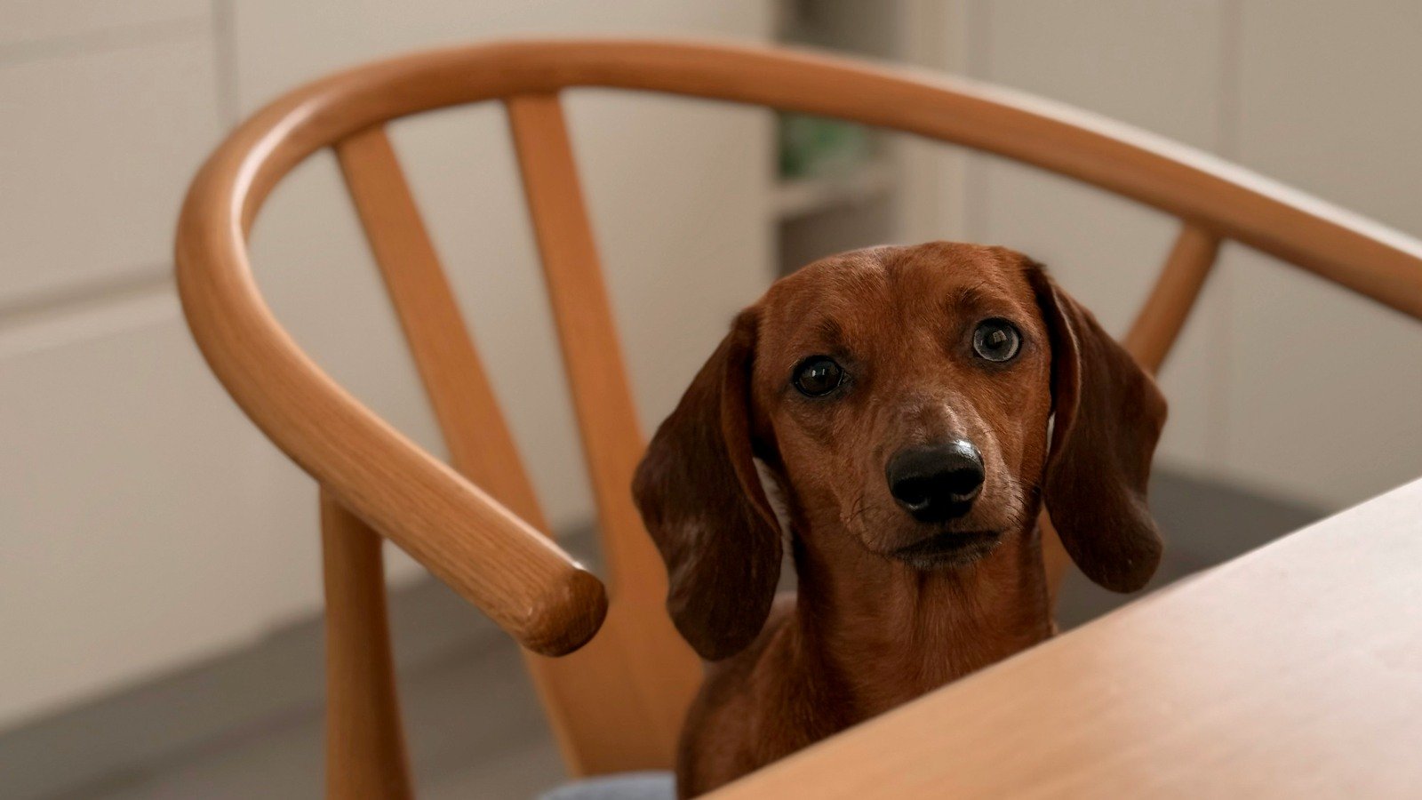 O reflexo emocional do tutor na alimentação do pet