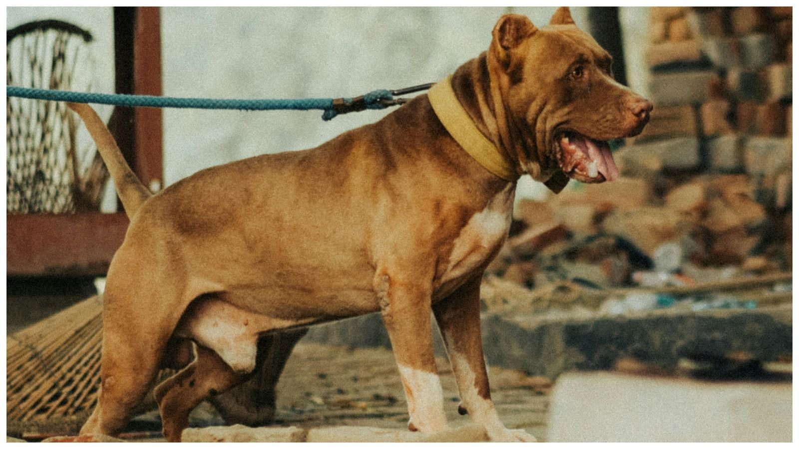 A nova lei de SP proíbe o acorrentamento, que define como meio de restringir a liberdade do animal, utilizando-se de 'correntes, cordas ou similares, impedindo-o de se movimentar livremente no espaço em que se encontra'.