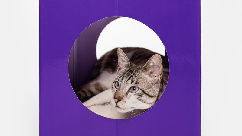 Caixa para gatos, um dos produtos da nova coleção da Petlove