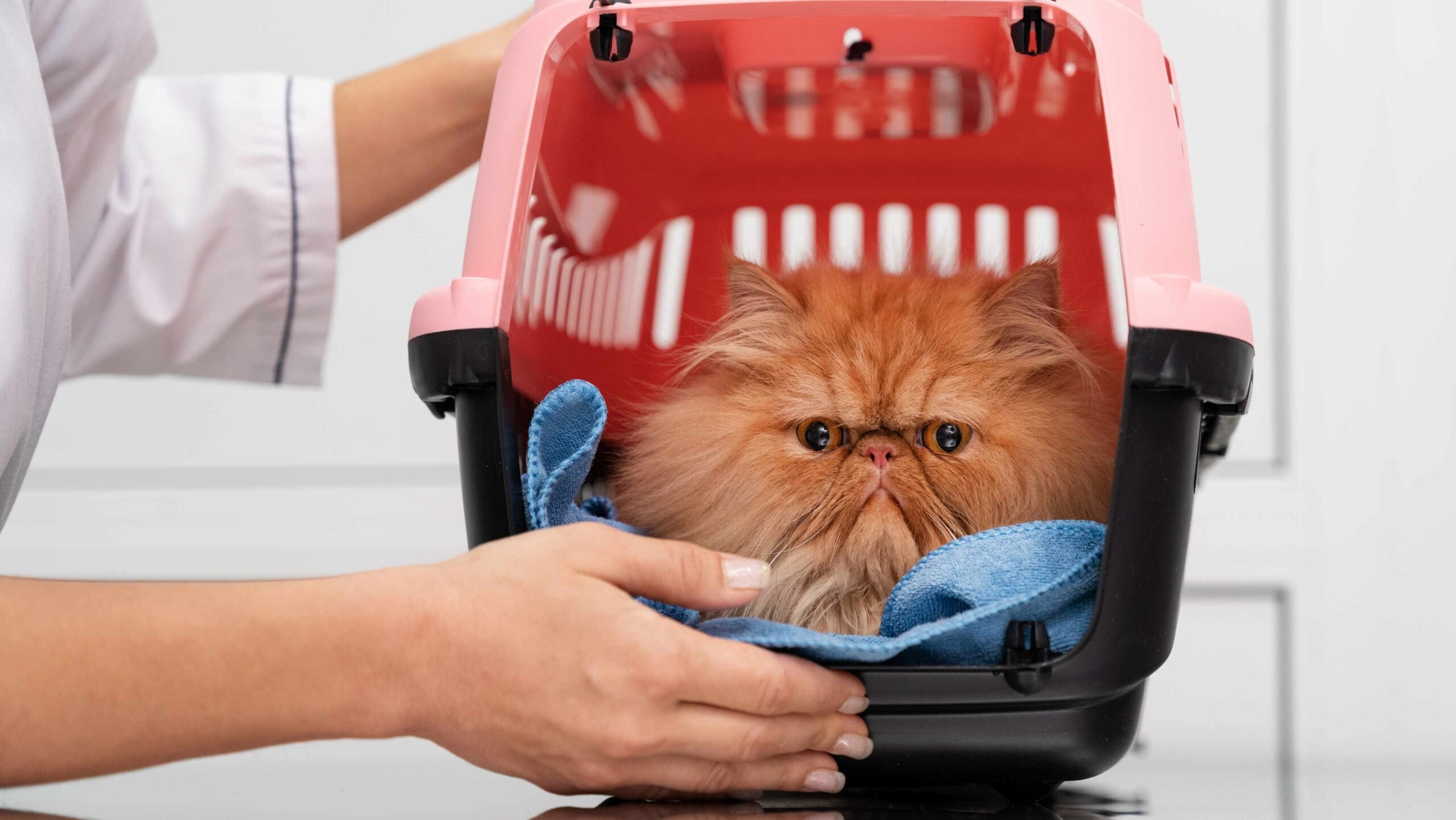 Gato chega ao veterinário
