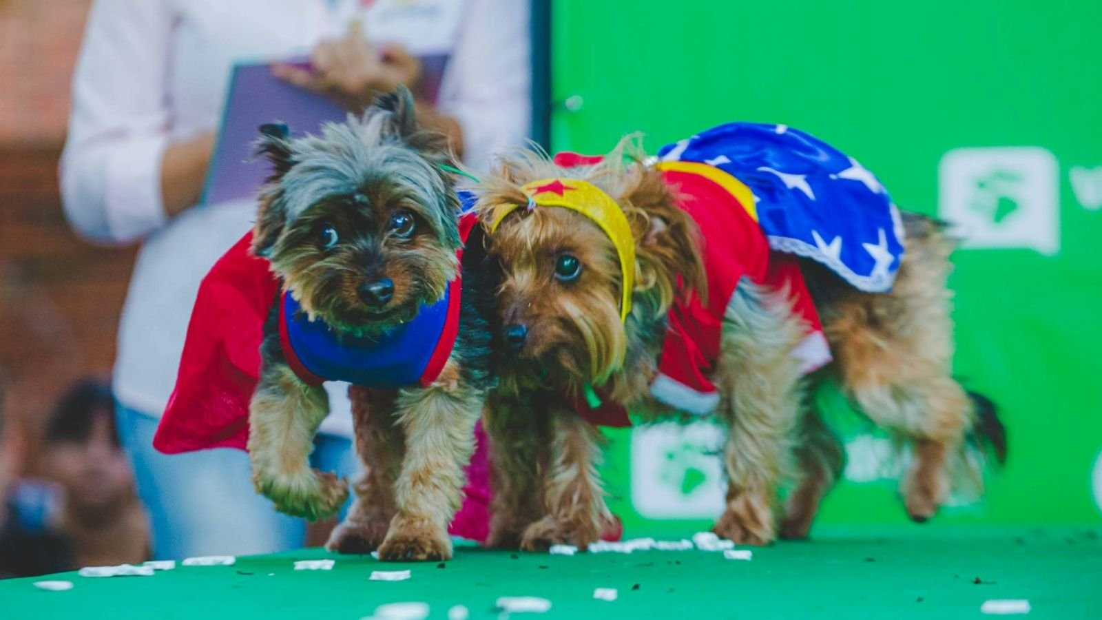 Esta é a sétima edição do Vakinha Pet, que tem o objetivo de arrecadar recursos para ONGs. Em São Paulo, a beneficiada é a Desabandone.