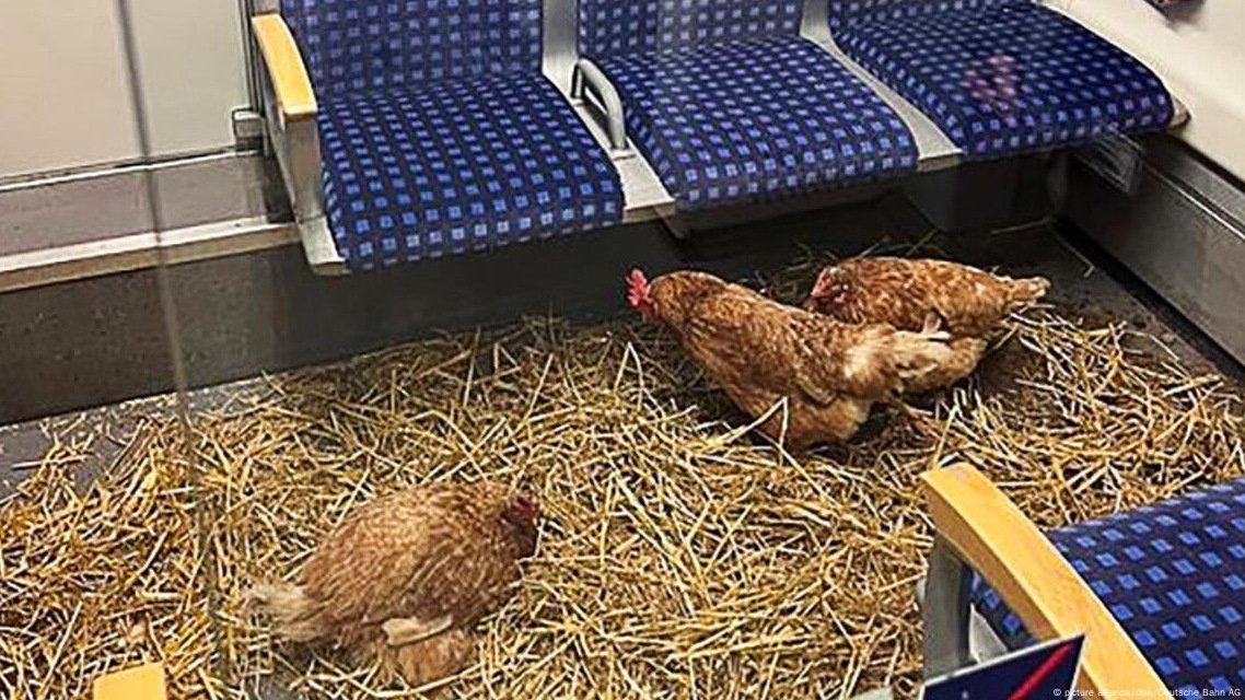 Mistério na Alemanha: quem espalhou galinhas na primeira classe de um trem?