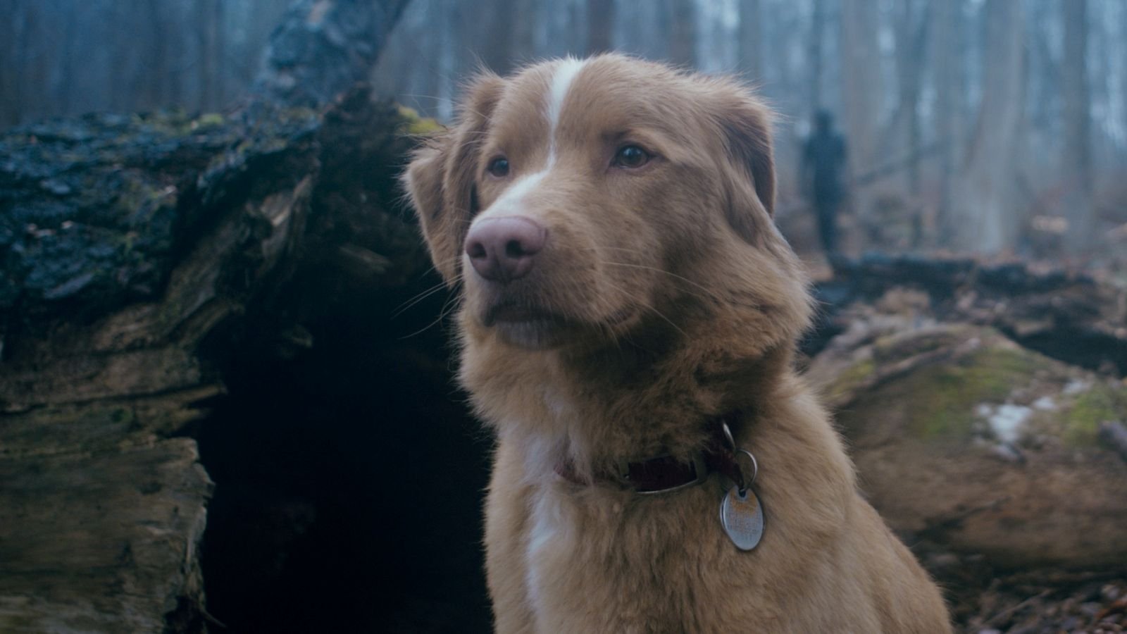 Conheça Indy, o cachorro que estrela o filme de terror “Good Boy”