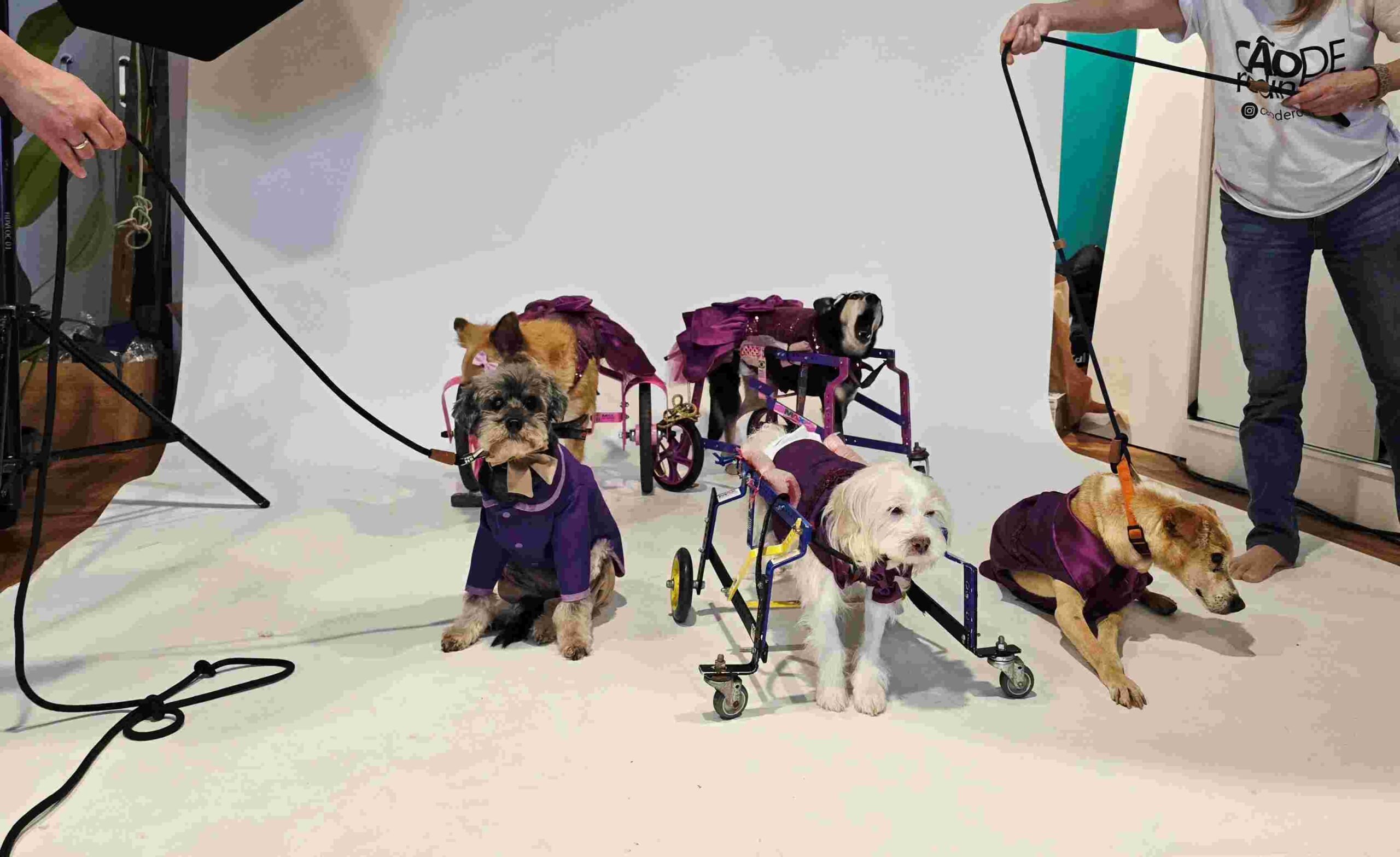 Cão de Rodinhas lança calendário 2026, que gera renda para cuidar de mais pets
