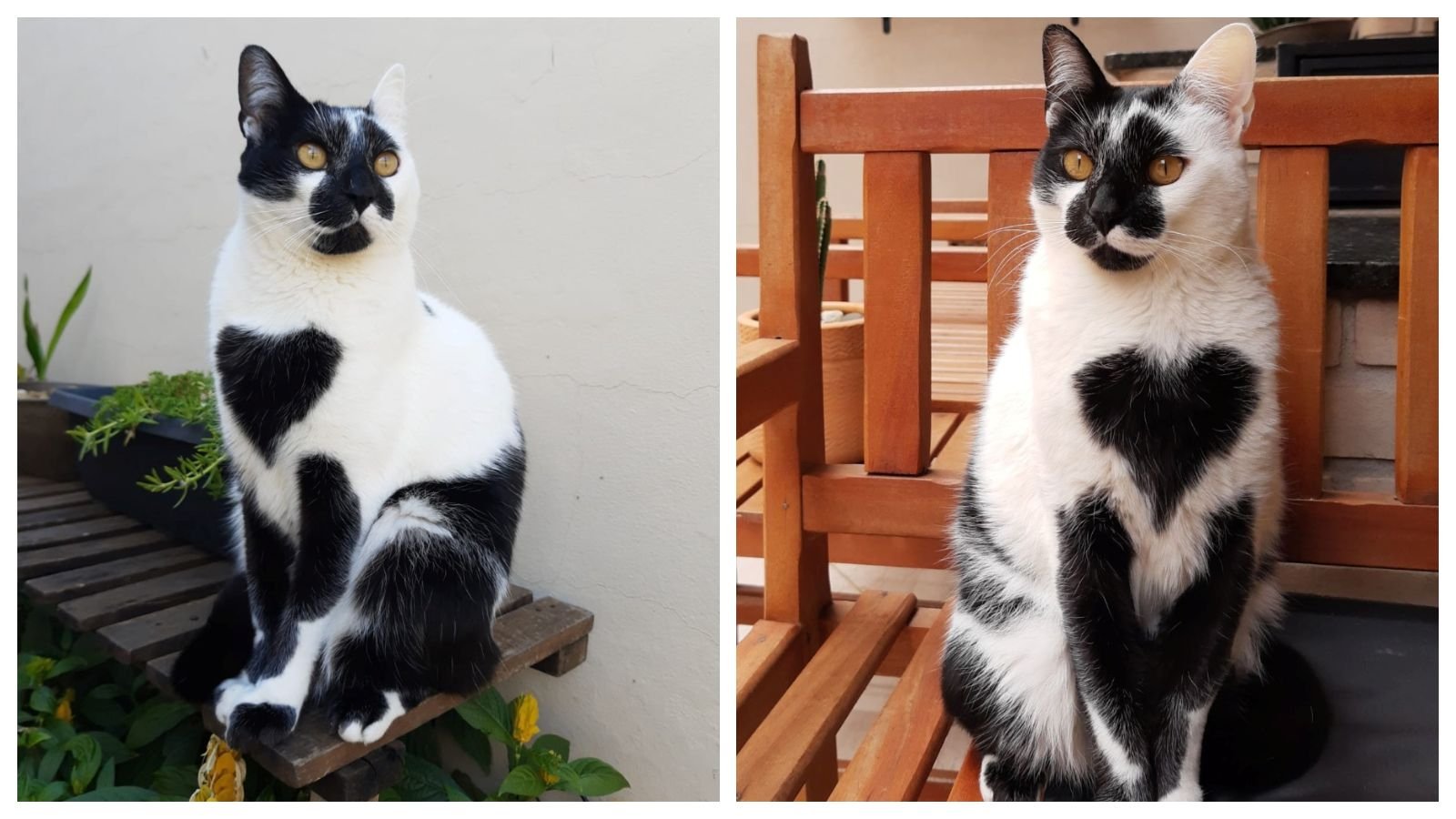 Gato com marca de coração é eleito o ‘SRD Mais Bonito’