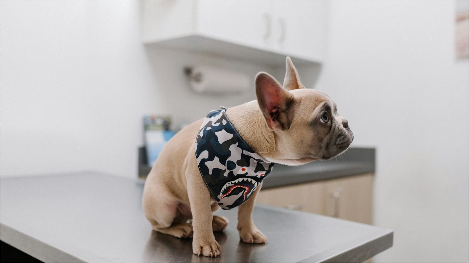 Maior presença de cães e gatos nos lares reforça a importância do seguro pet