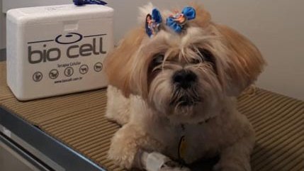 Quando a ciência encontra o vínculo 