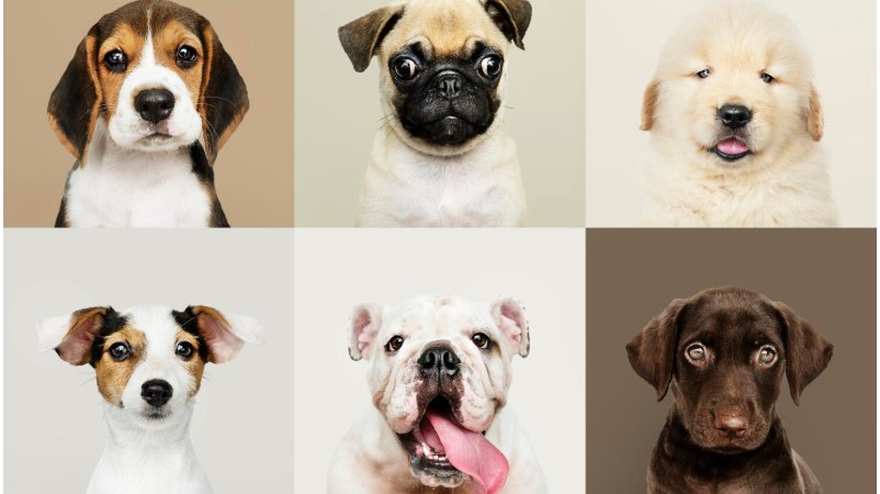 Cães de diferentes raças