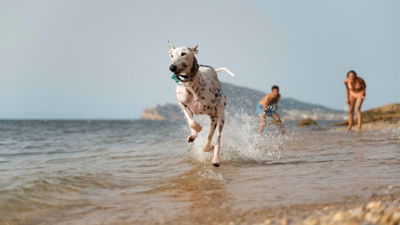 Cão corre pela praia