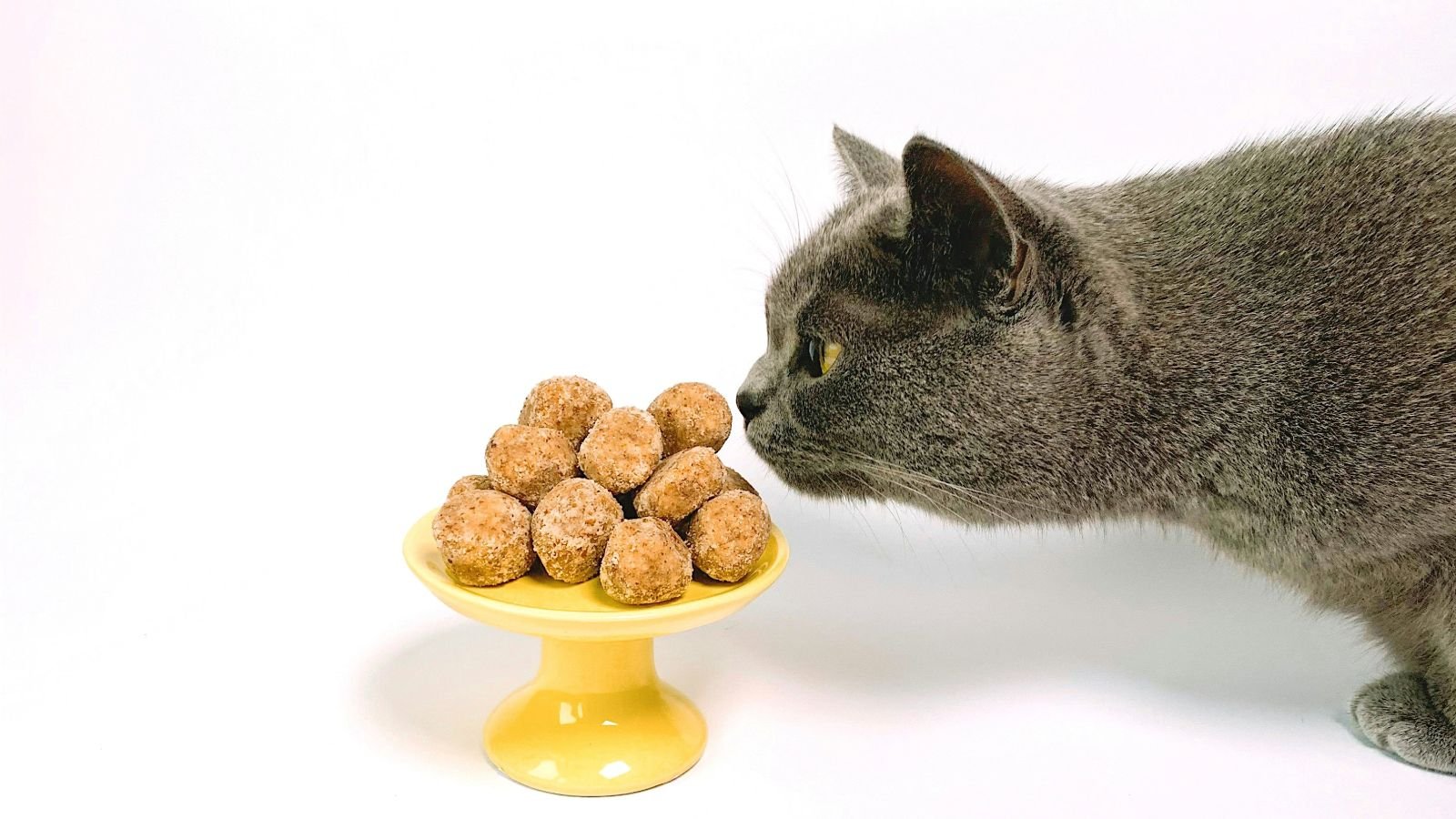 Tutores de gato: olho no açúcar. Ele é um risco para a saúde do felino