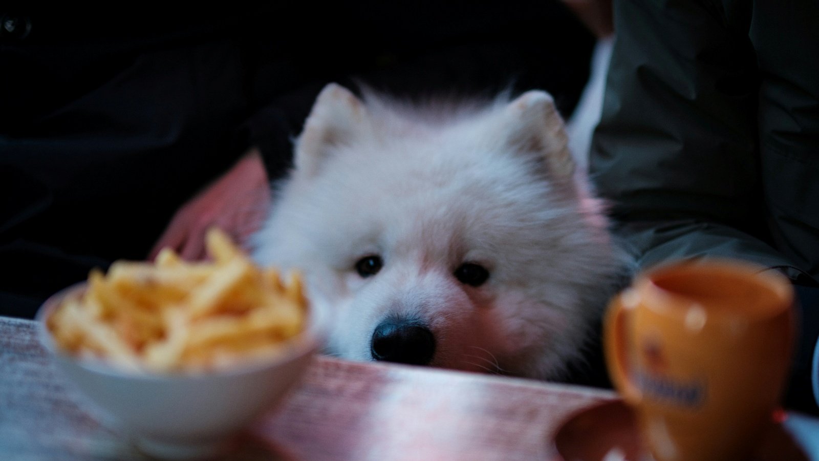 Novembro Azul Pet: Prevenção de câncer de próstata passa pela alimentação equilibrada