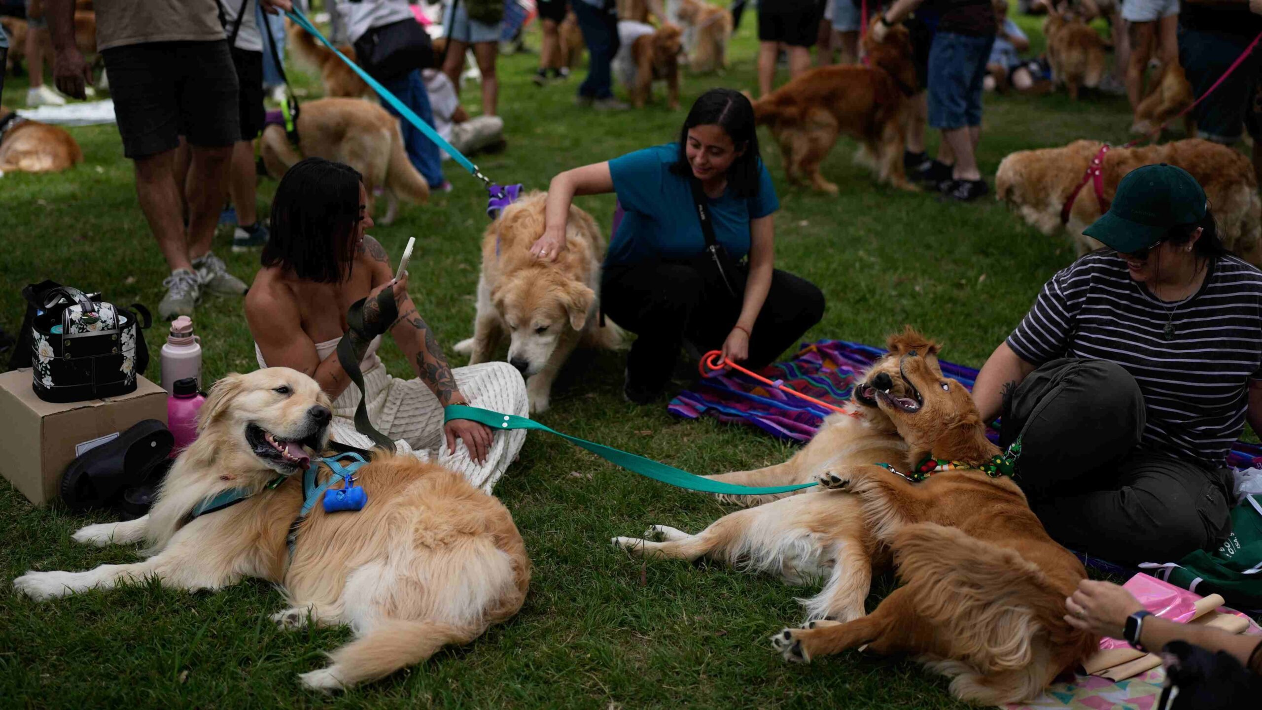 Cães da raça golden retriever e seus tutores em um parque no bairro de Palermo, em Buenos Aires, durante a tentativa de estabelecer o recorde mundial de maior reunião da raça