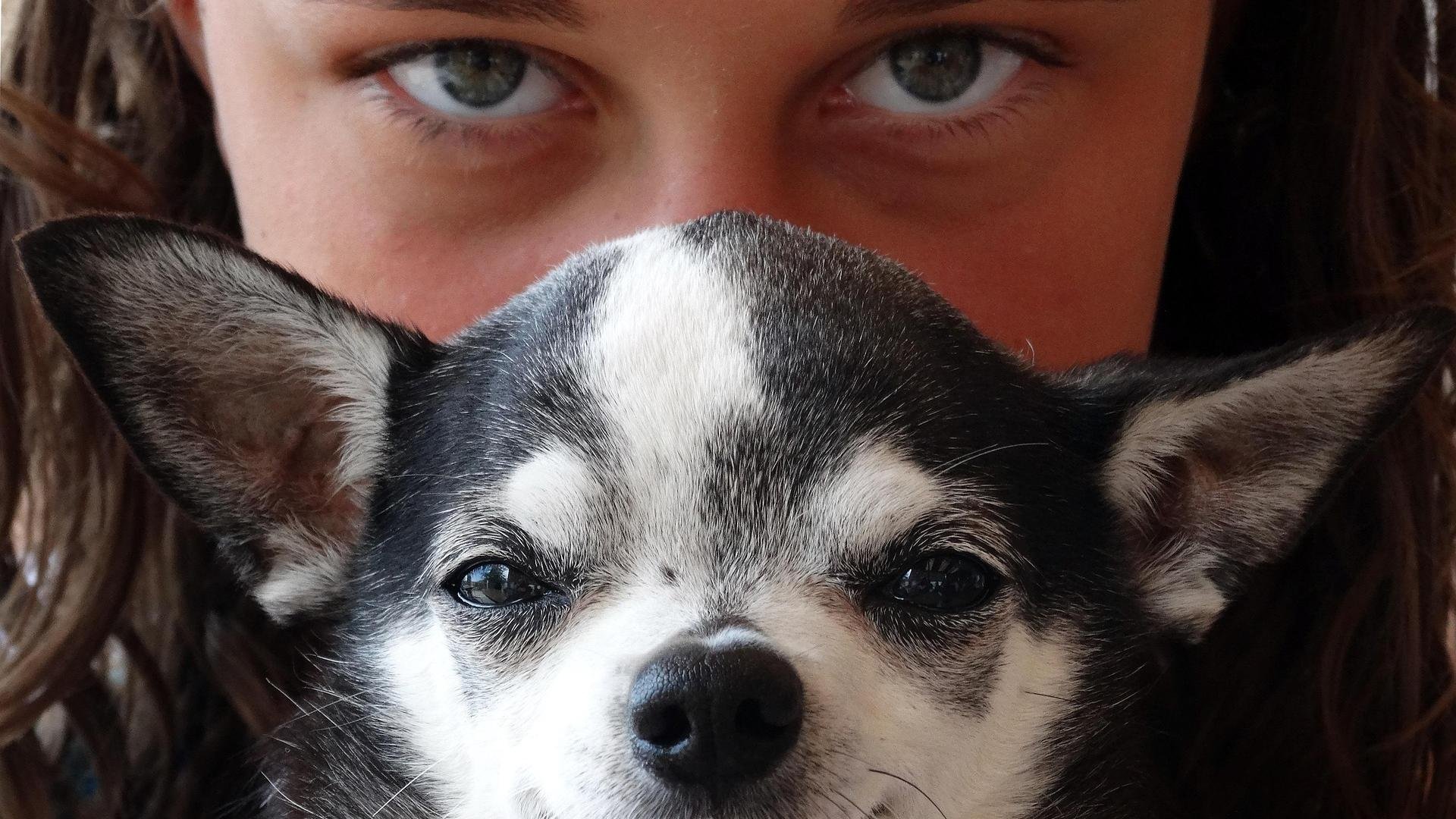 Foto em close de cão com sua dona