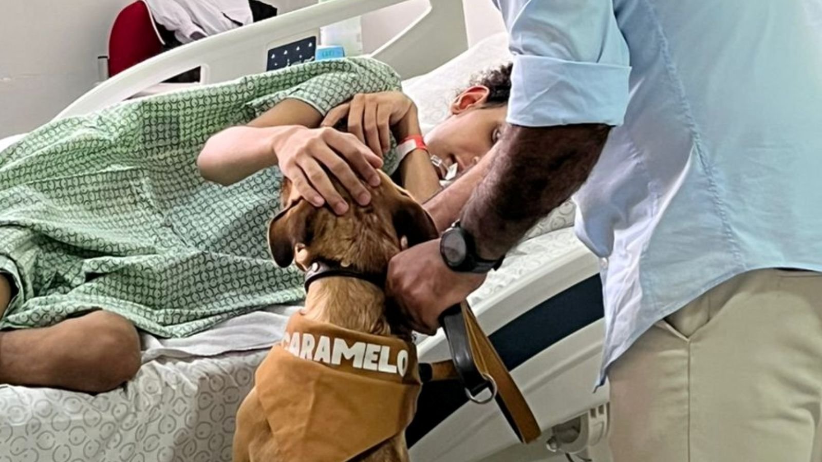 Cães resgatados das ruas viram terapeutas de apoio