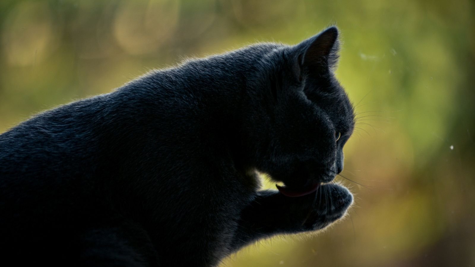 Grooming felino: quando a autolimpeza vira cuidado de saúde