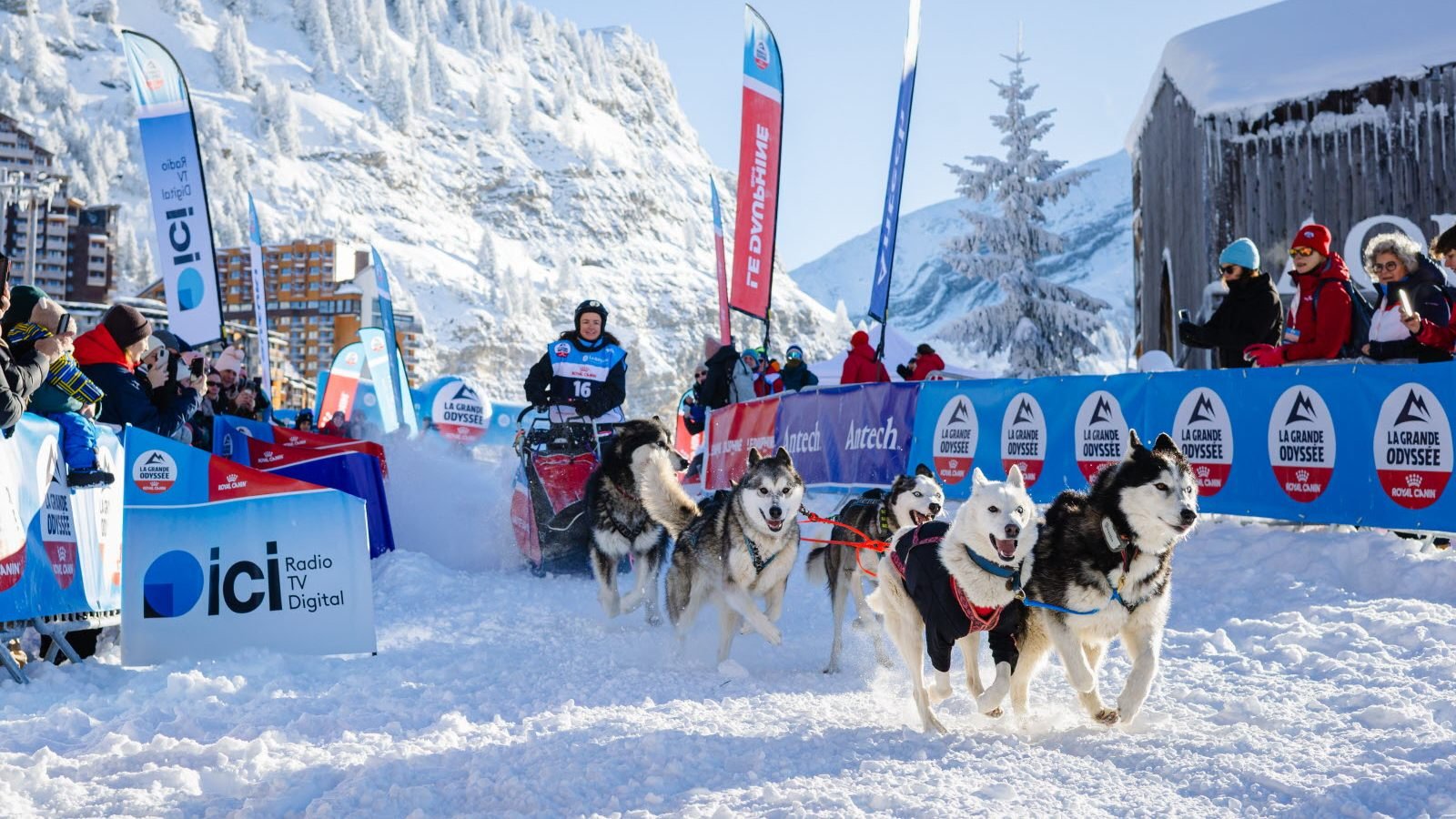 Trenó puxado por cães em etapa da La Grande Odyssée