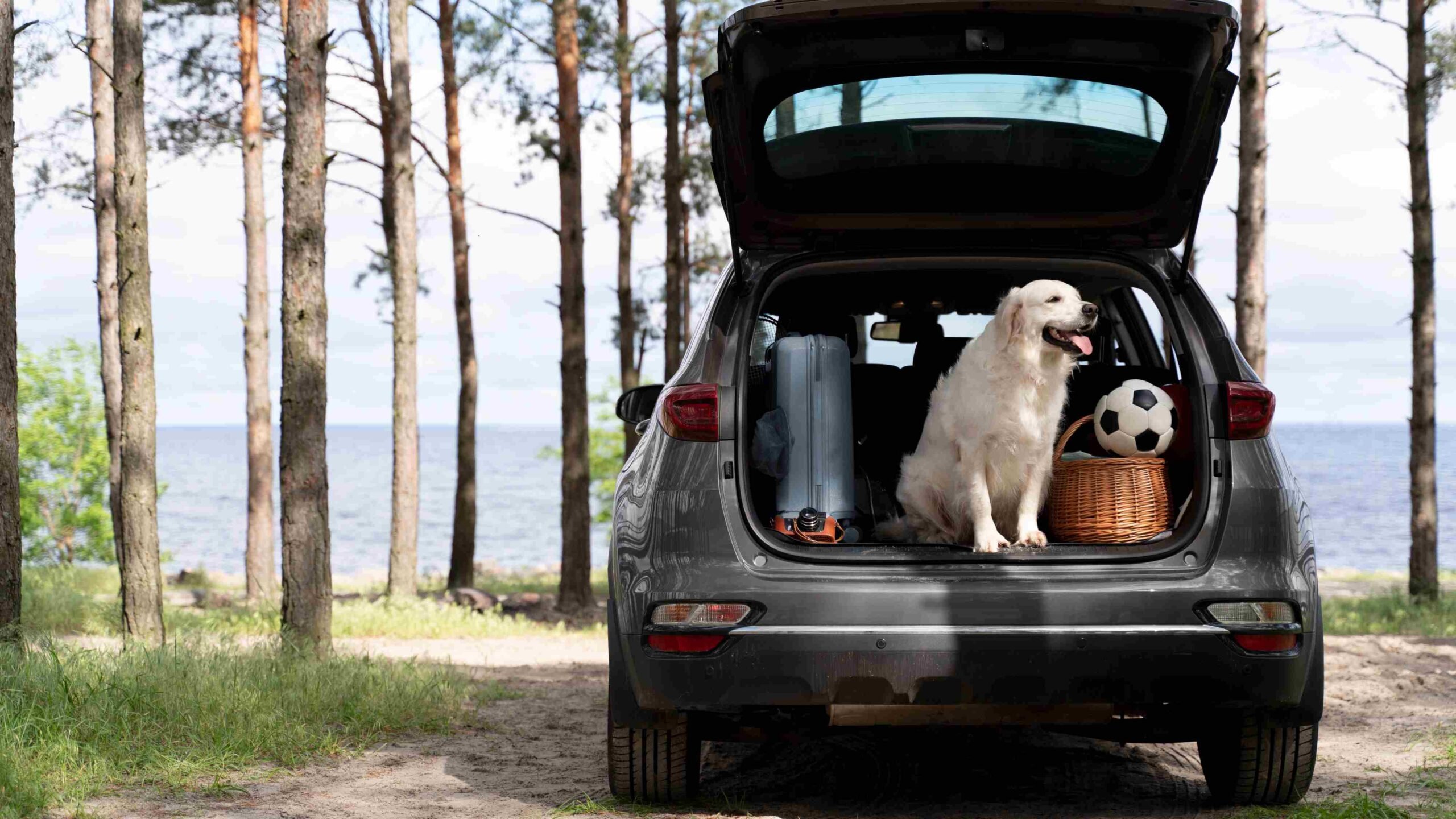 cão cachorro viagem de carro