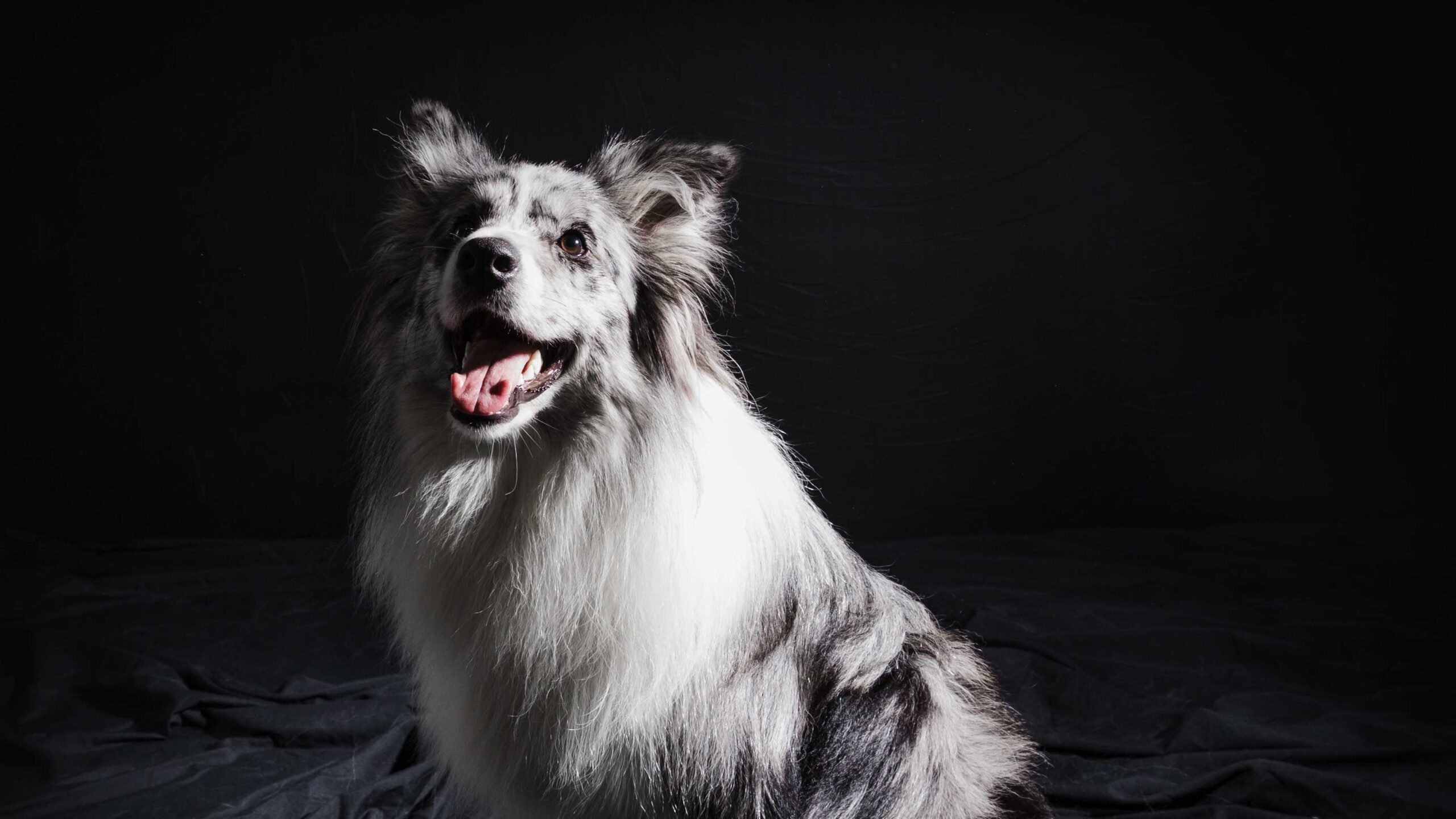 Cão da raça border collie (1)