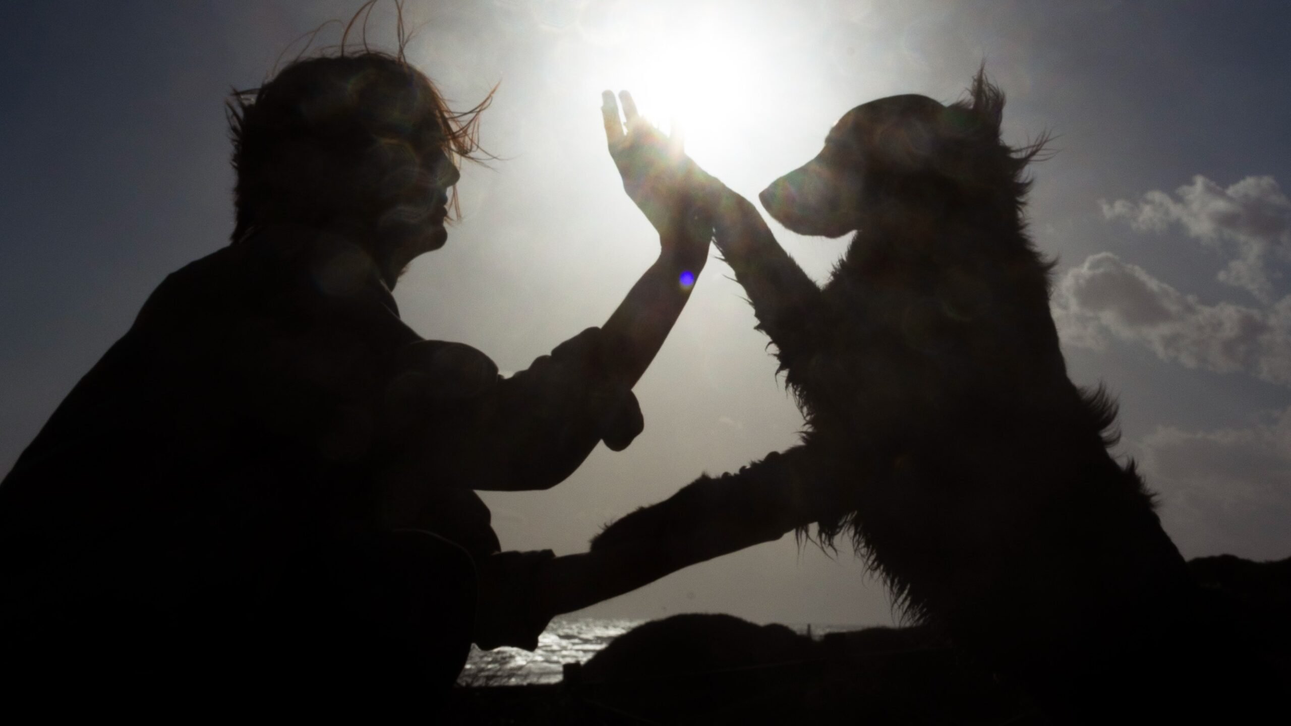 Cão e adestradora interagem