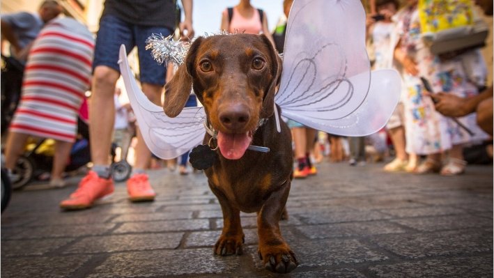 Cãozinho da raça dachshund fantasiado durante bloquinho de Carnaval