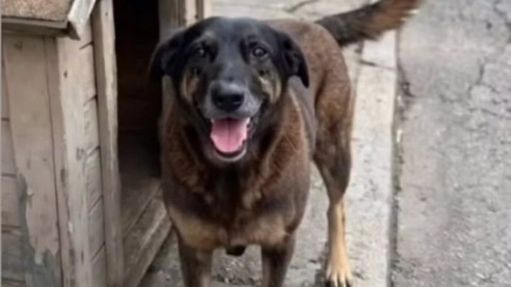 O cão Orelha, brutalmente assassinado em Santa Catarina