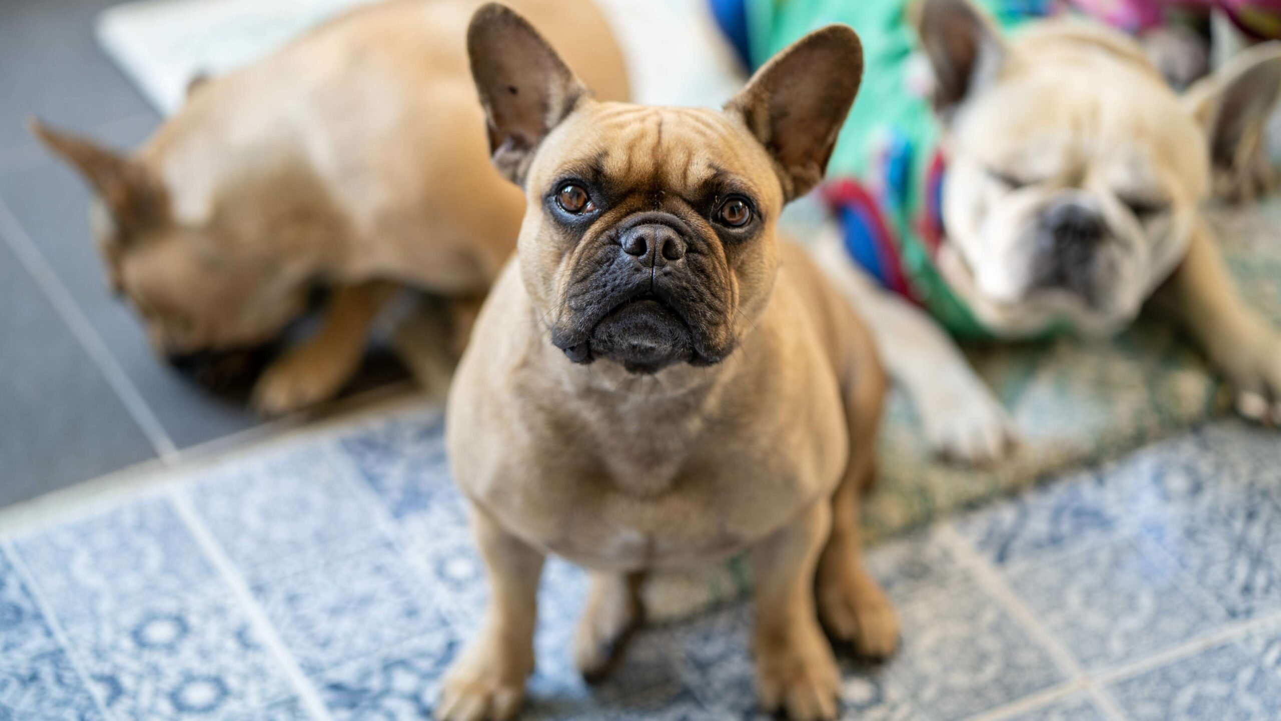 Cães da raça buldogue francês