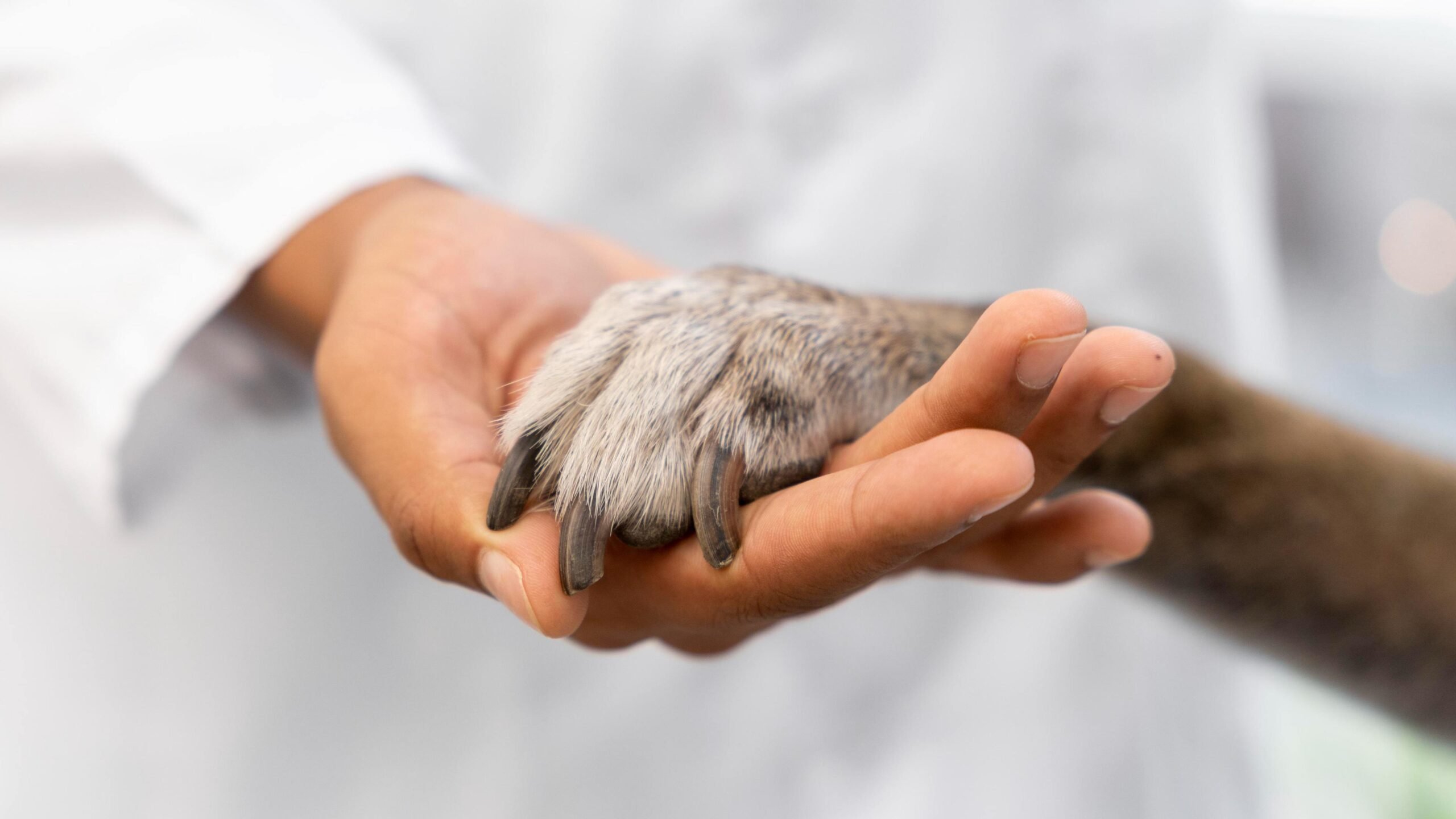 Perdi meu pet, e agora? Conheça opções de serviços funerários públicos e particulares