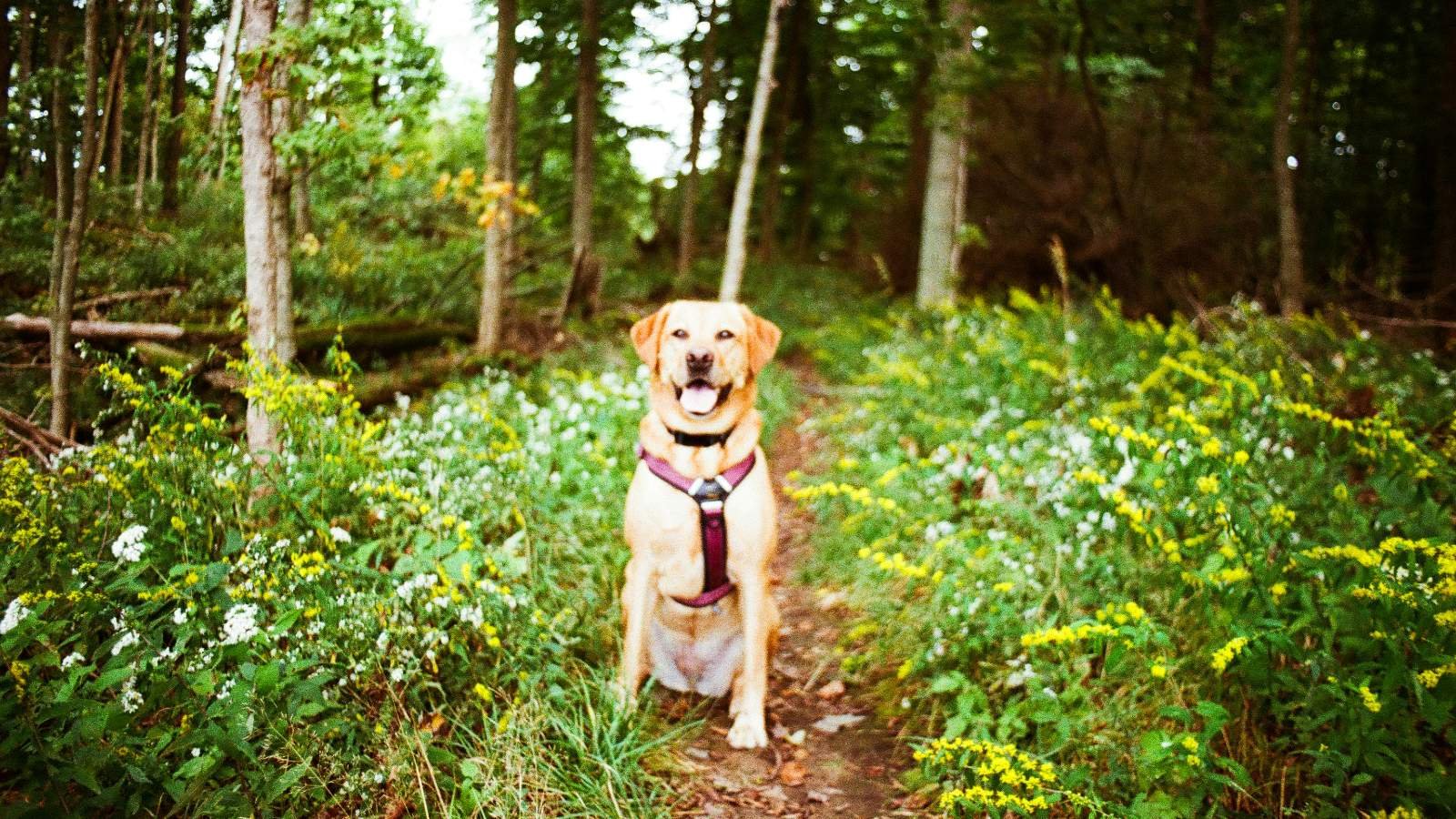 Seu cão te acompanha na trilha? Confira cuidados para evitar problemas ‘invisíveis’