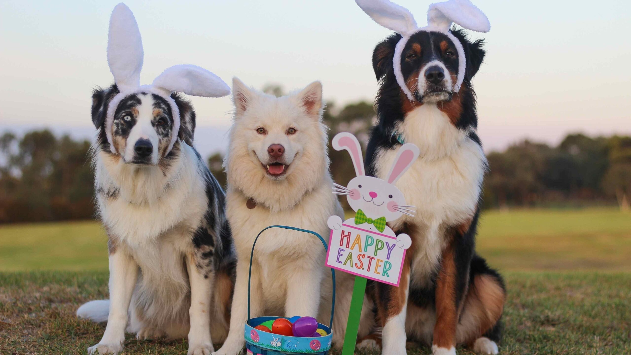 cães cachorros Páscoa