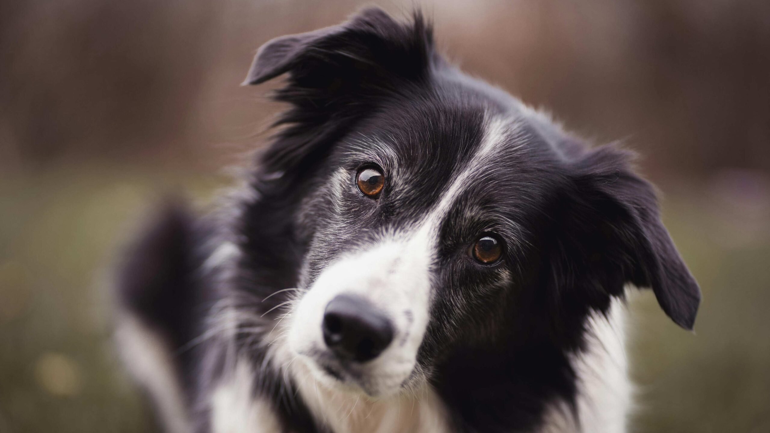 Inteligência: Cão da raça border collie