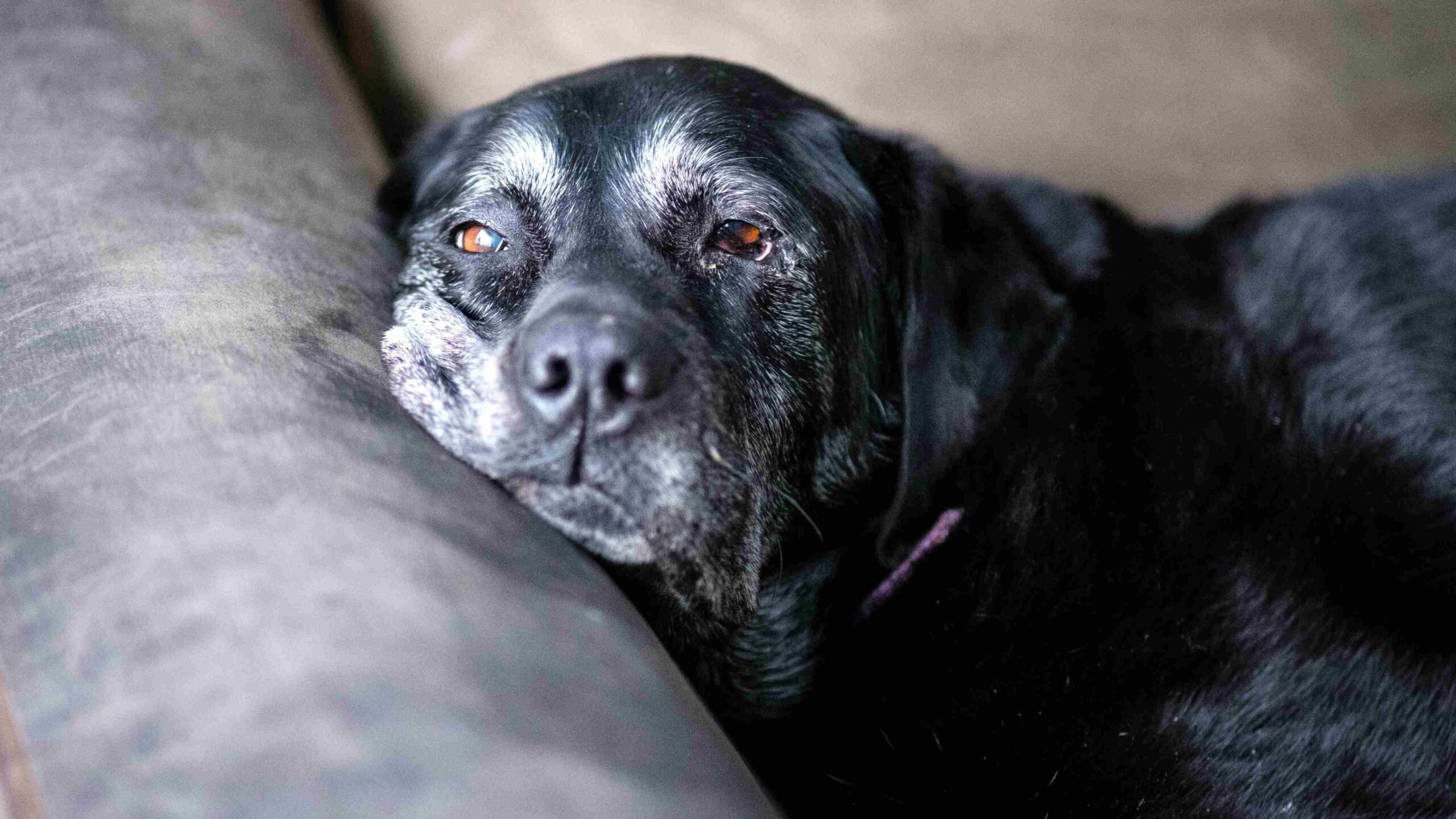 Terceira idade: Cão idoso