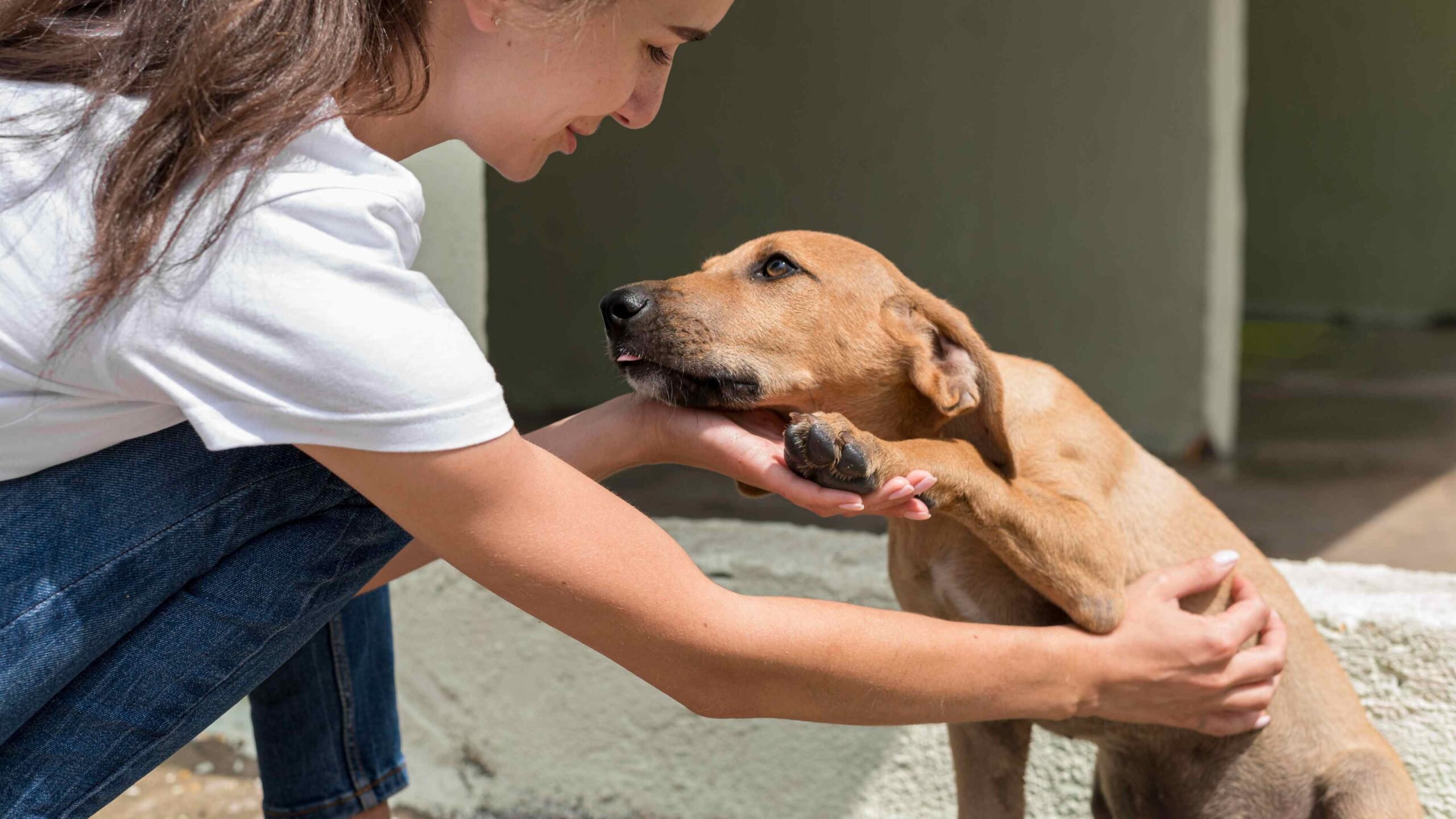 Cão resgatado por ONG de proteção animal