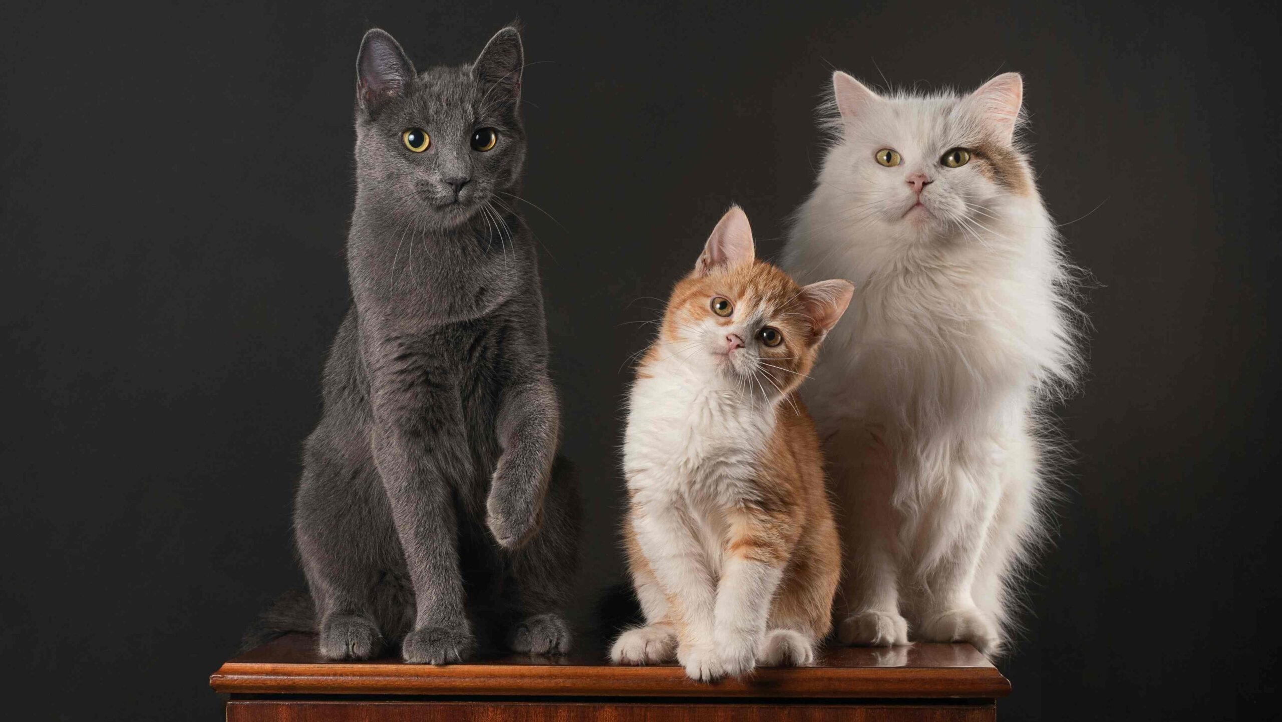 Gatos de diferentes raças