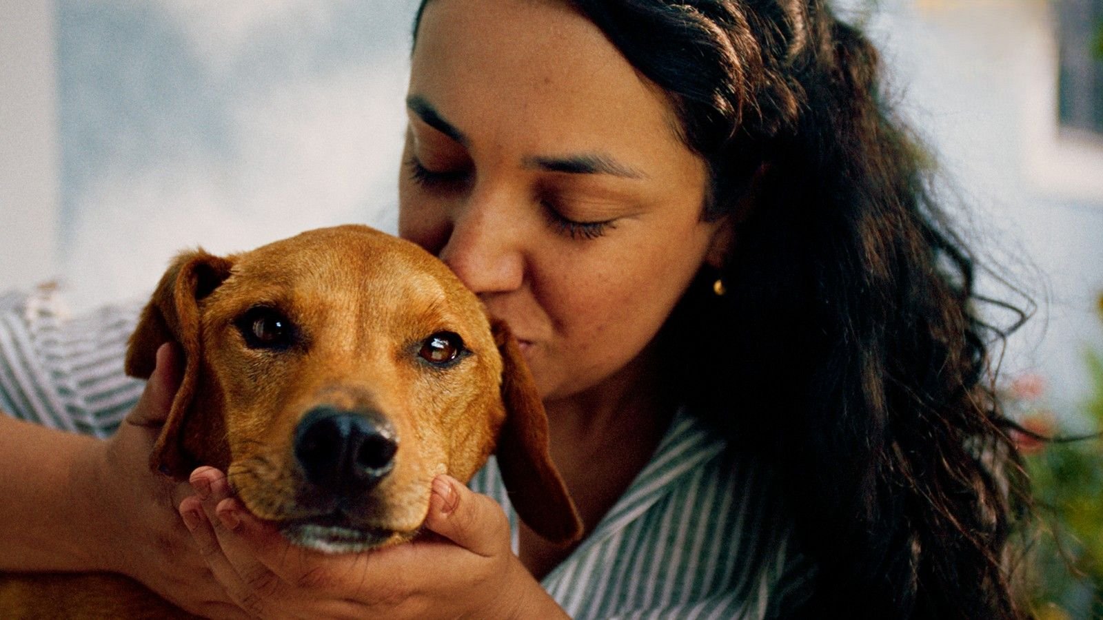 IA conecta pessoas a 300 cães para adoção no Brasil