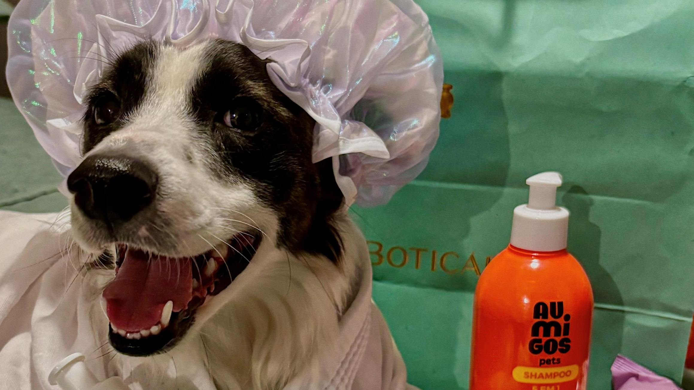 O cão Lindolfo, da Au.Migos Pets