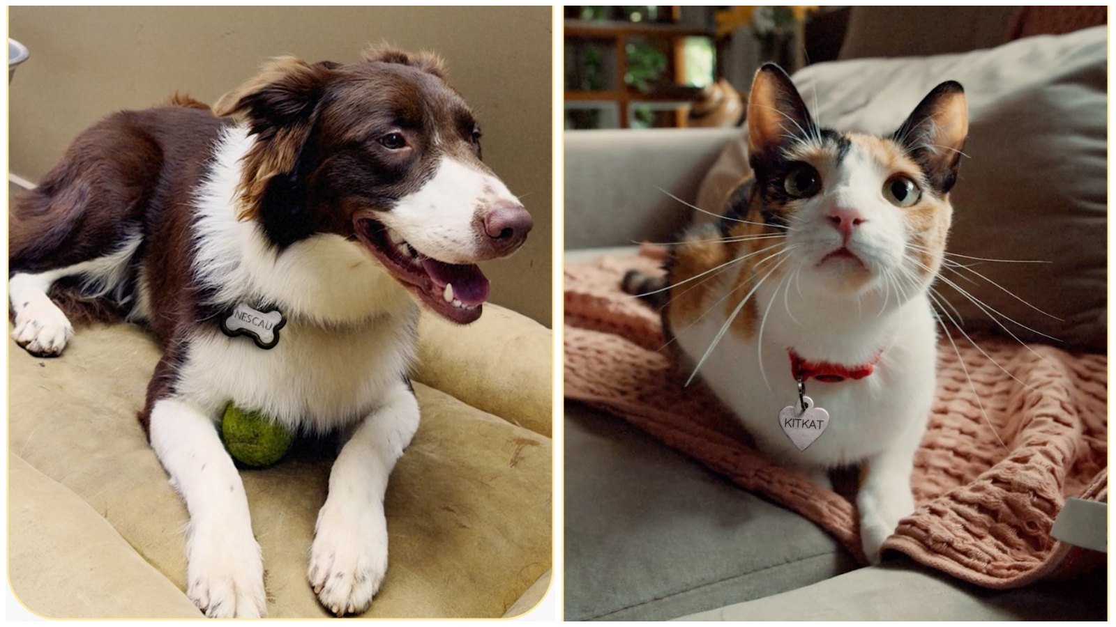 Naming rights de pet? Nestlé dá ‘recompensa’ a animais batizados com suas marcas