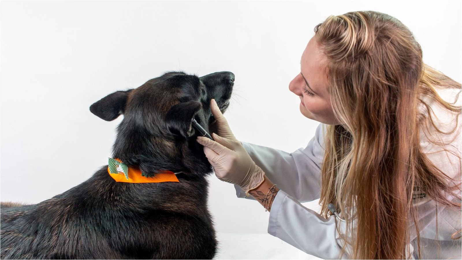 Petlove lança plataforma para apoiar veterinários