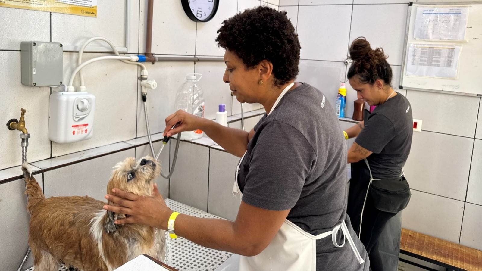 Ação de voluntariado atende mais de 180 animais do Instituto Caramelo