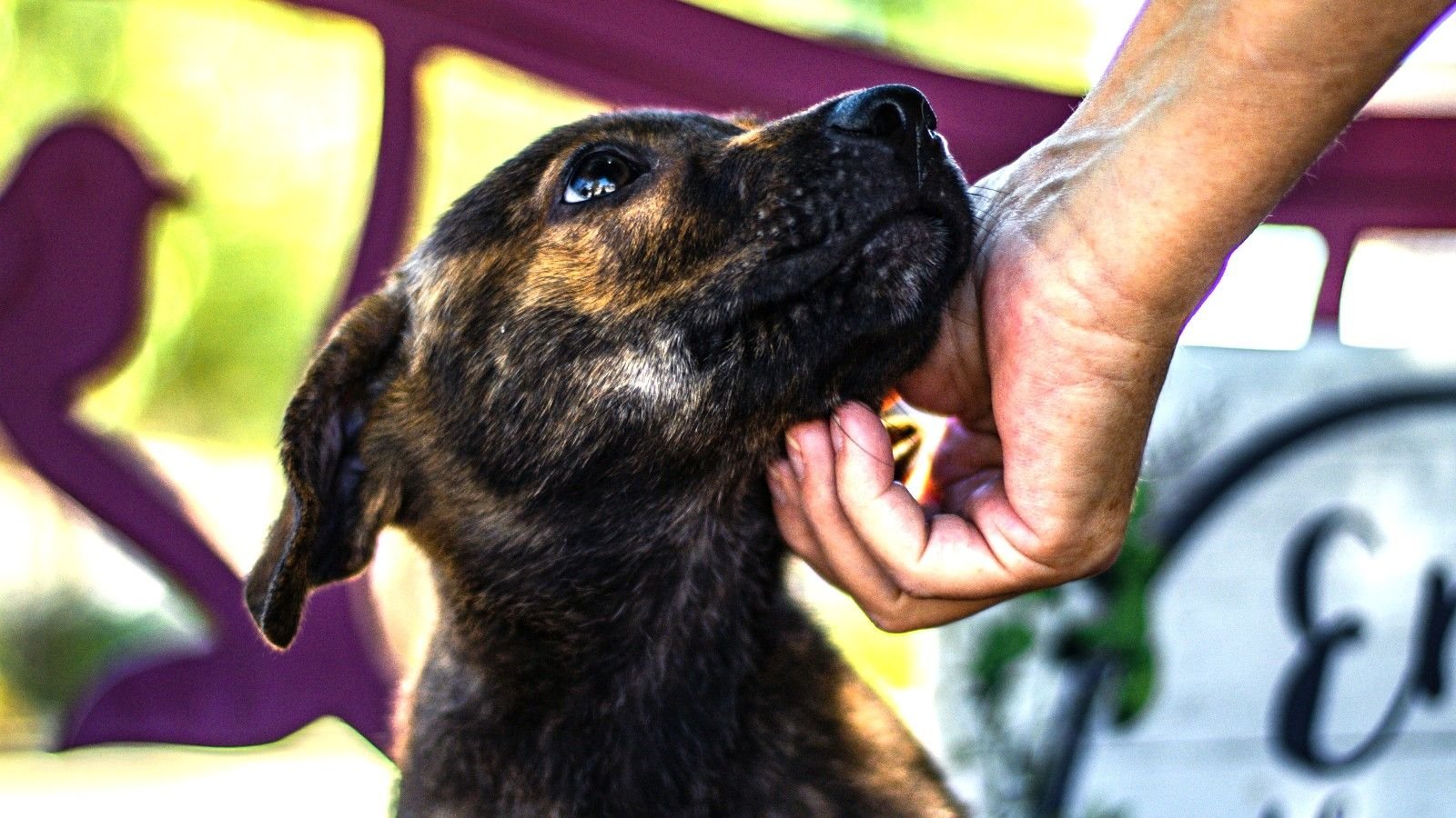 Adoção de pets: 8 em 10 vêm de resgate pelo tutor ou via rede de amigos